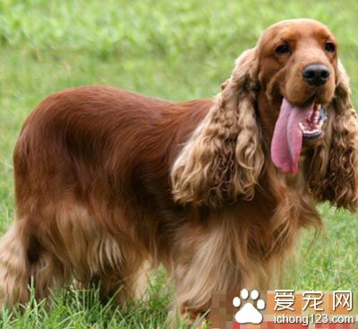 可卡犬的喂養 肉類的供應要比其他犬種多
