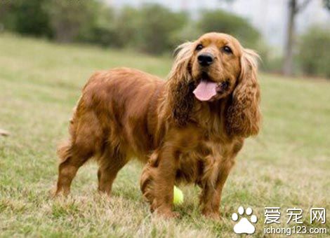 可卡犬的飼養 可卡犬的腸胃和人類不一樣