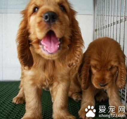 可卡犬有尾巴嗎 狗狗都是有尾巴的