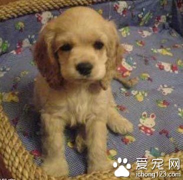 可卡怎麼喂養 可卡幼犬的喂養方法