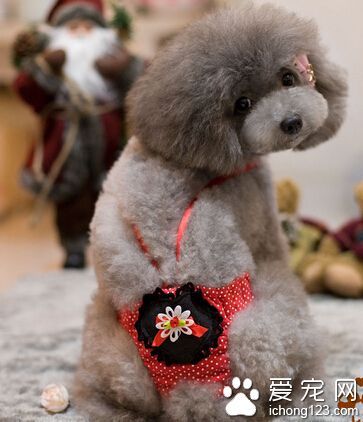 狗狗驅蟲後多久才能吃東西 食物衛生清淡
