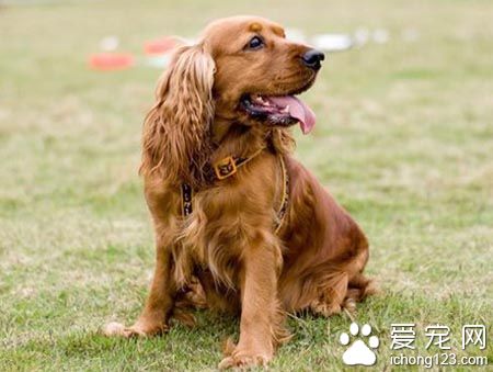 可卡犬掉毛麼 可卡掉毛比較嚴重