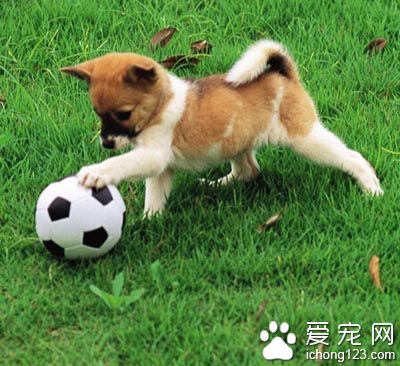 狗狗驅蟲藥多久吃一次 寄生蟲會影響食欲
