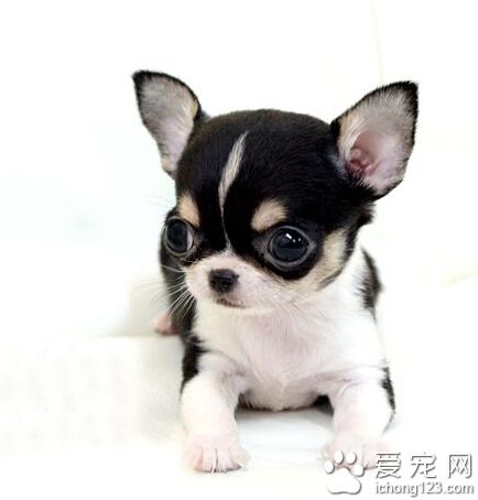 一個月的小狗一天喂幾次 幼犬的生活要有規律