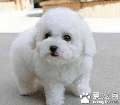 為什麼小狗一直叫 幼犬一直叫可能反映了些情緒