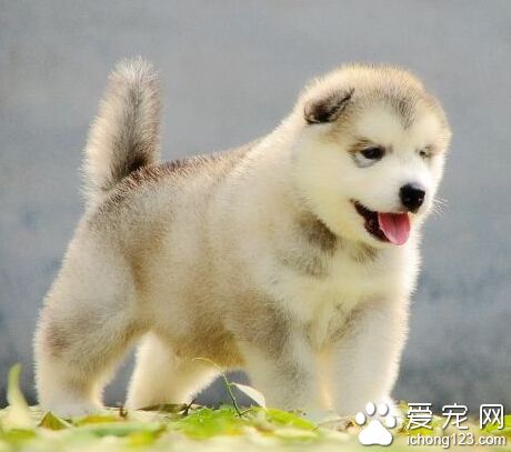 狗狗身上有蟲怎麼辦 消滅跳蚤虱子要注意