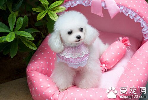 狗狗身上有紅斑 身上養撓自己可能是螨蟲