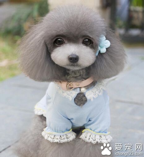 小狗怕熱嗎 天熱的時候狗狗也會中暑哦