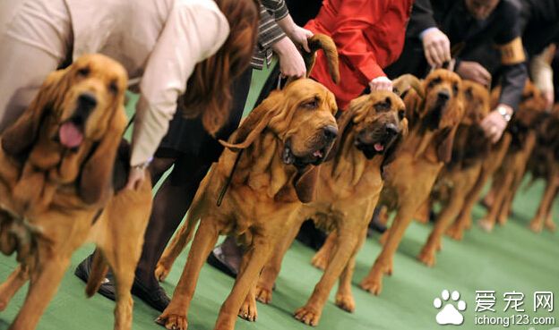 尋血獵犬吃什麼狗糧好 換狗糧要注意過渡
