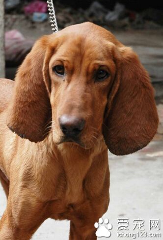 尋血獵犬掉毛嗎 先要判斷掉毛的情況