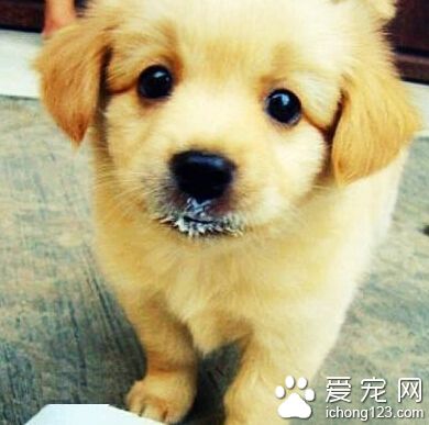 狗身上有小紅點 治療狗狗的真菌感染