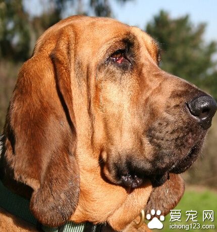 尋血獵犬的養護常識 狗狗耳朵的護理很重要