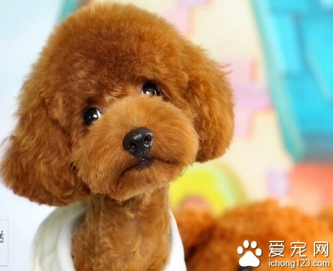 狗狗吃什麼肉比較好 畜肉不如禽肉魚肉