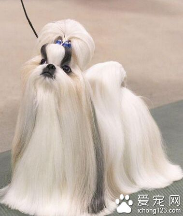 20天的狗狗吃什麼 不可以喂牛奶