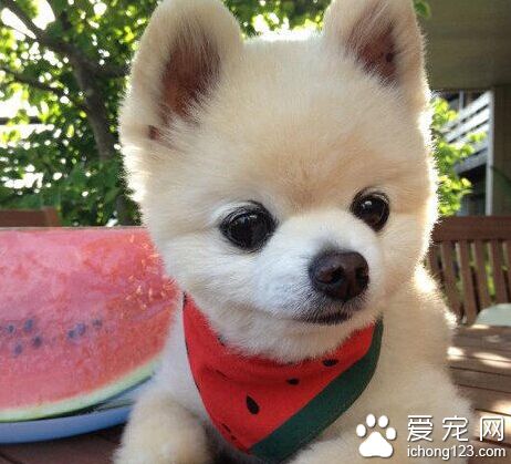 狗身上有狗豆子 以寄主的血液為營養