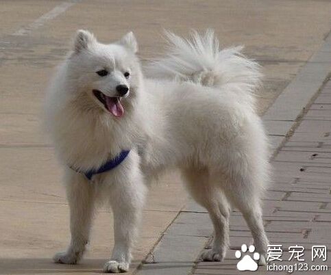 愛斯基摩犬壽命 忠誠深情的伙伴
