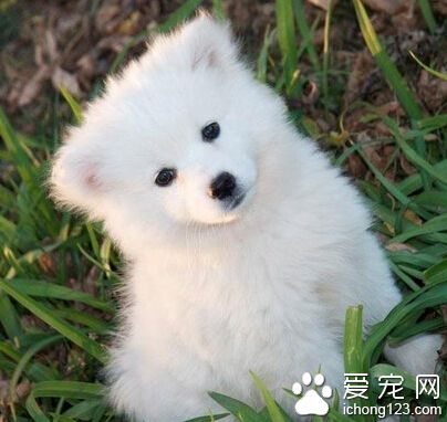 愛斯基摩犬是薩摩嗎 成年之後更好區分