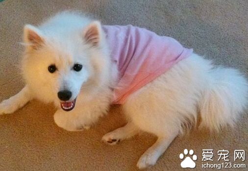 愛斯基摩犬能長多大 內層被毛短而致密