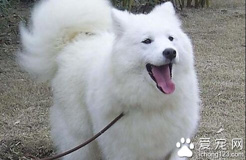 愛斯基摩犬好養嗎 非常卓越的看門狗