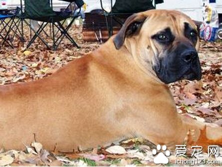 馬士提夫犬的喂食要點 主食中可加魚骨粉或鈣粉