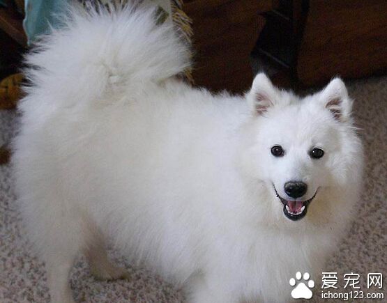 愛斯基摩犬喂養 最好不要只喂單一的食物