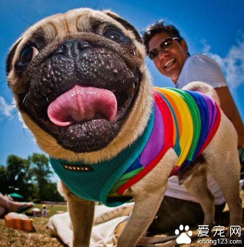 狗狗驅蟲多少錢一次 家長應該按時驅蟲
