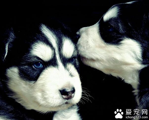 上班族怎麼養狗 生活會充滿很多樂趣