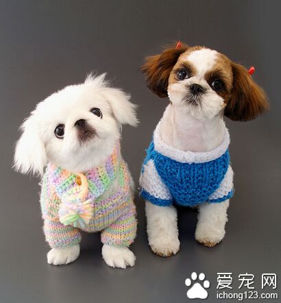 為什麼狗怕人 是狗狗缺少社會化的表現