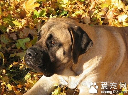馬士提夫犬怎麼選 身軀越深越寬越好