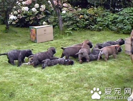 馬士提夫犬好養嗎 大型犬要注意補鈣的問題