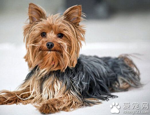 小狗狗吃什麼好 零食不可代替正餐