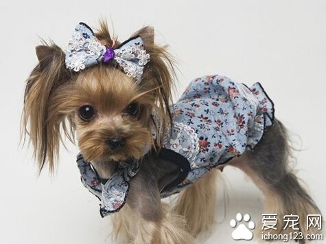 狗狗缺鈣吃什麼好 狗狗的成長是需要補鈣的