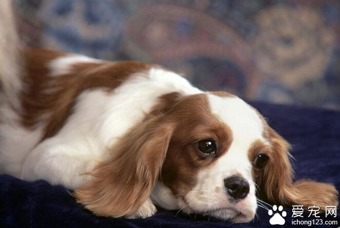 查理士王小獵犬的日常護理 被毛不需要修剪