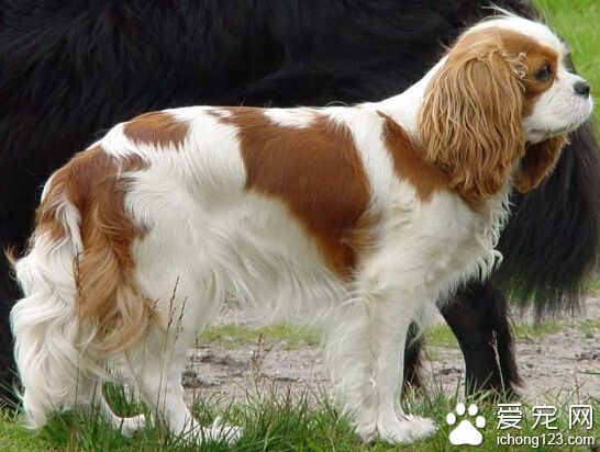 查理士王小獵犬的養護常識 一周梳理3次