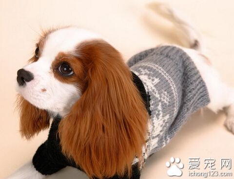 查理士王小獵犬的喂食要點 要有適量的肉類