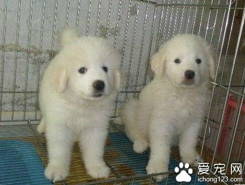 大白熊拉肚子 主人重視拉肚子的情況
