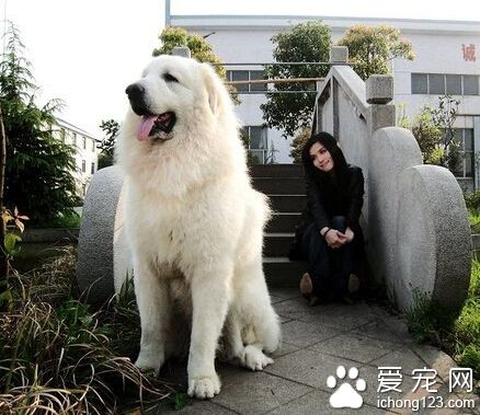 大白熊犬聰明嗎 生活態度可以重新調教