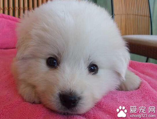 大白熊犬吃什麼 喂食高蛋白食物加蔬菜