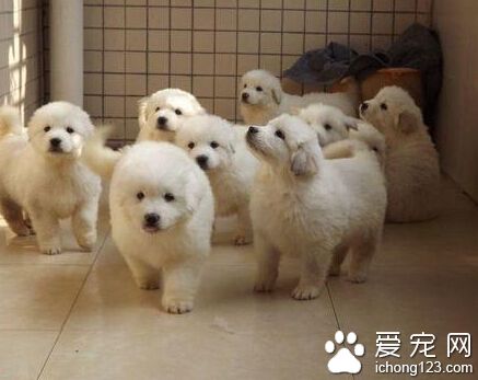 大白熊犬喂養 狗的發育速度非常快