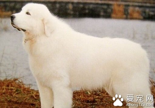 大白熊犬怎麼養 成年大白熊犬每天喂一次