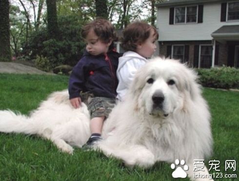 大白熊犬喂什麼 別吃有味道和刺激性的東西