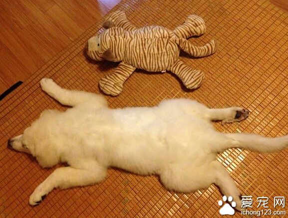 大白熊犬好不好 對陌生人有極大的警惕性