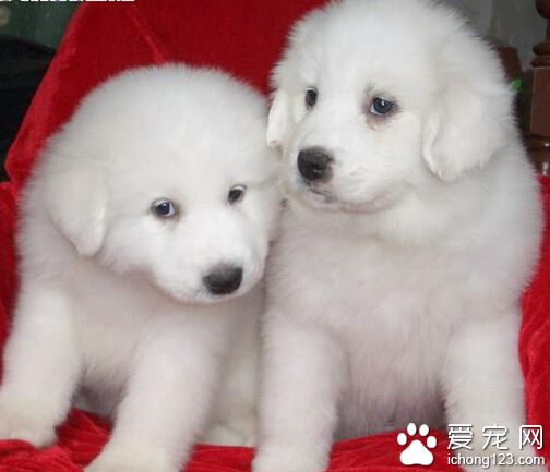 大白熊犬的壽命 高記錄達到了34歲