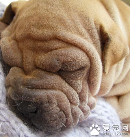 沙皮狗咬人嗎 不要超出它忍耐的底線