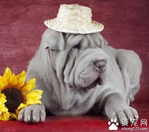 沙皮狗壽命多長 飼養管理的好壞影響沙皮犬壽命