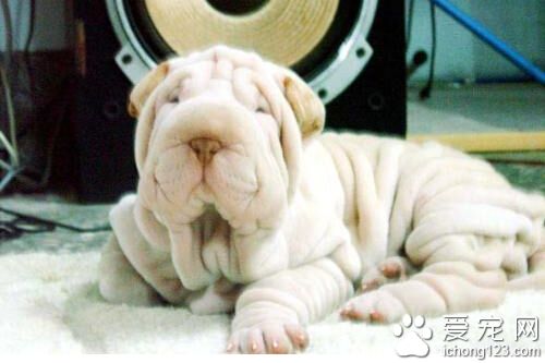 沙皮狗的喂養 一條幼犬需要成犬兩到四倍的能量