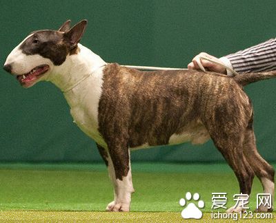 養牛頭梗注意事項 做好飼養准備