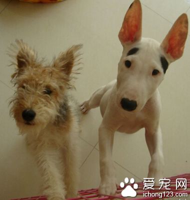 牛頭梗吃什麼 適當給它補充營養品