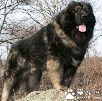 高加索犬體味 導致狗狗產生體味的原因