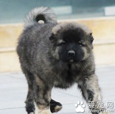 高加索犬好不好養 能跟小動物和平相處